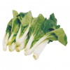 白菜苗 0.9-1.1lbs-0