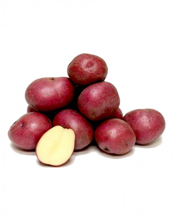 红土豆 0.9-1.1lbs-0