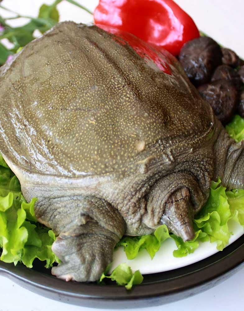 甲鱼 Ifresh爱新鲜线上超市