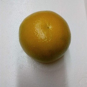 日本蜜柚 -0